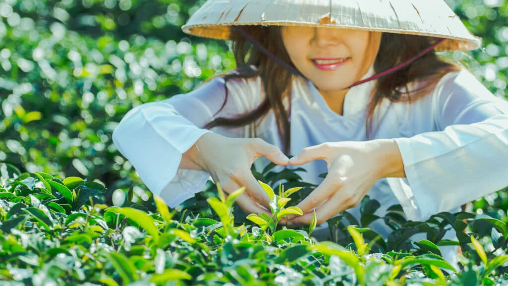 Choose Best Green Tea Factors 03