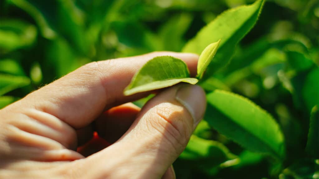 Choose Best Green Tea Factors 04